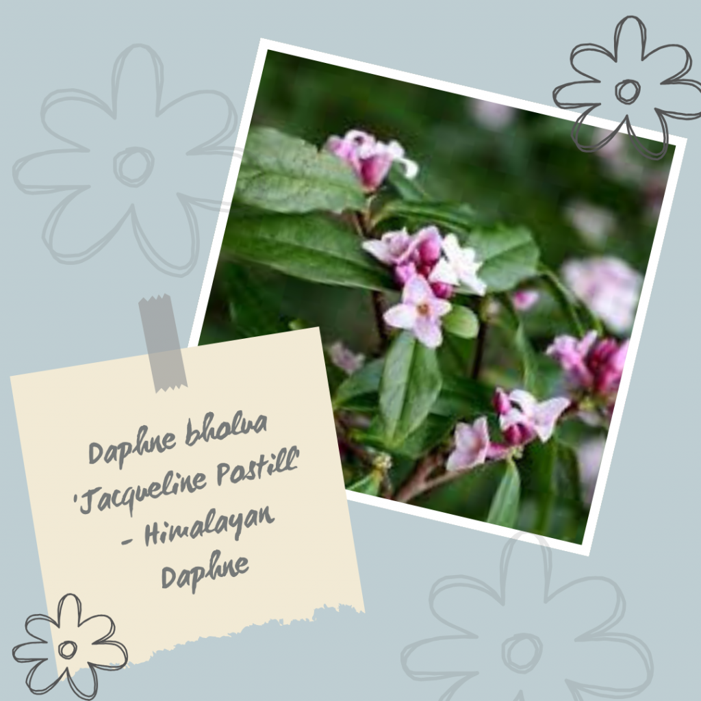 Daphne bholua 'Jacqueline Postill' - Himalayan Daphne.
Winter Interest Shrub