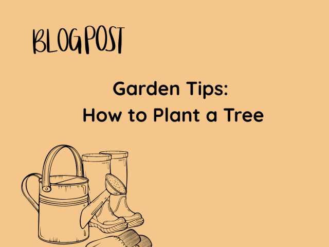 Garden Tips: How to Plant a Tree