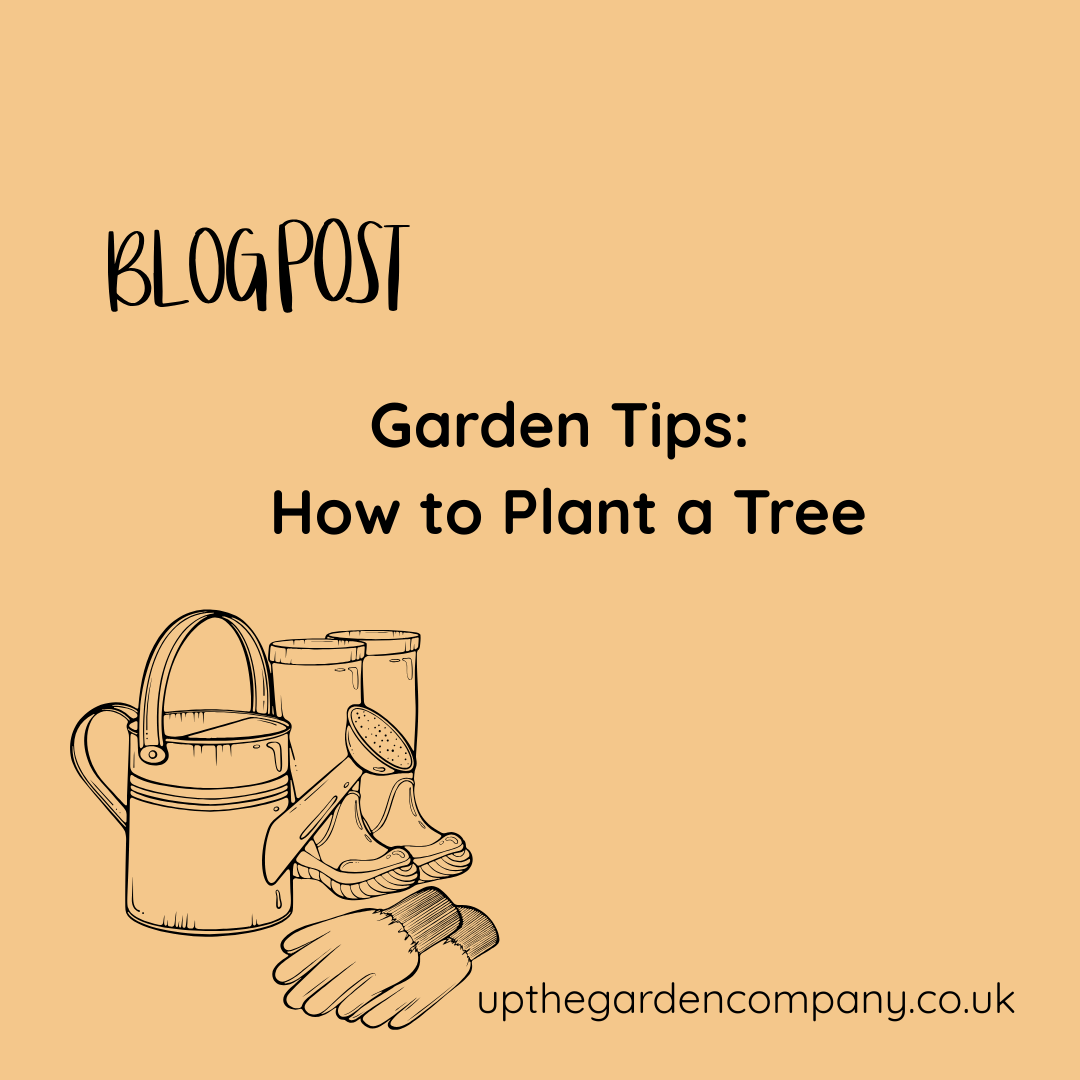 Garden Tips: How to Plant a Tree