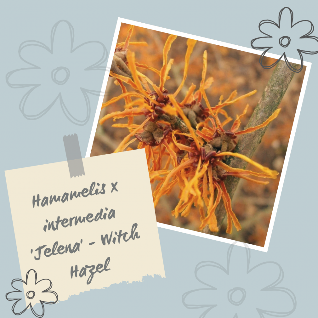 Hamamelis x intermedia 'Jelena' - Witch Hazel.
Winter Interest Shrub