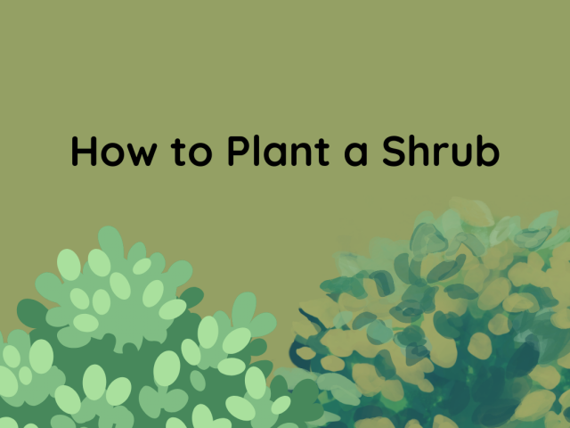 How to plant a shrub