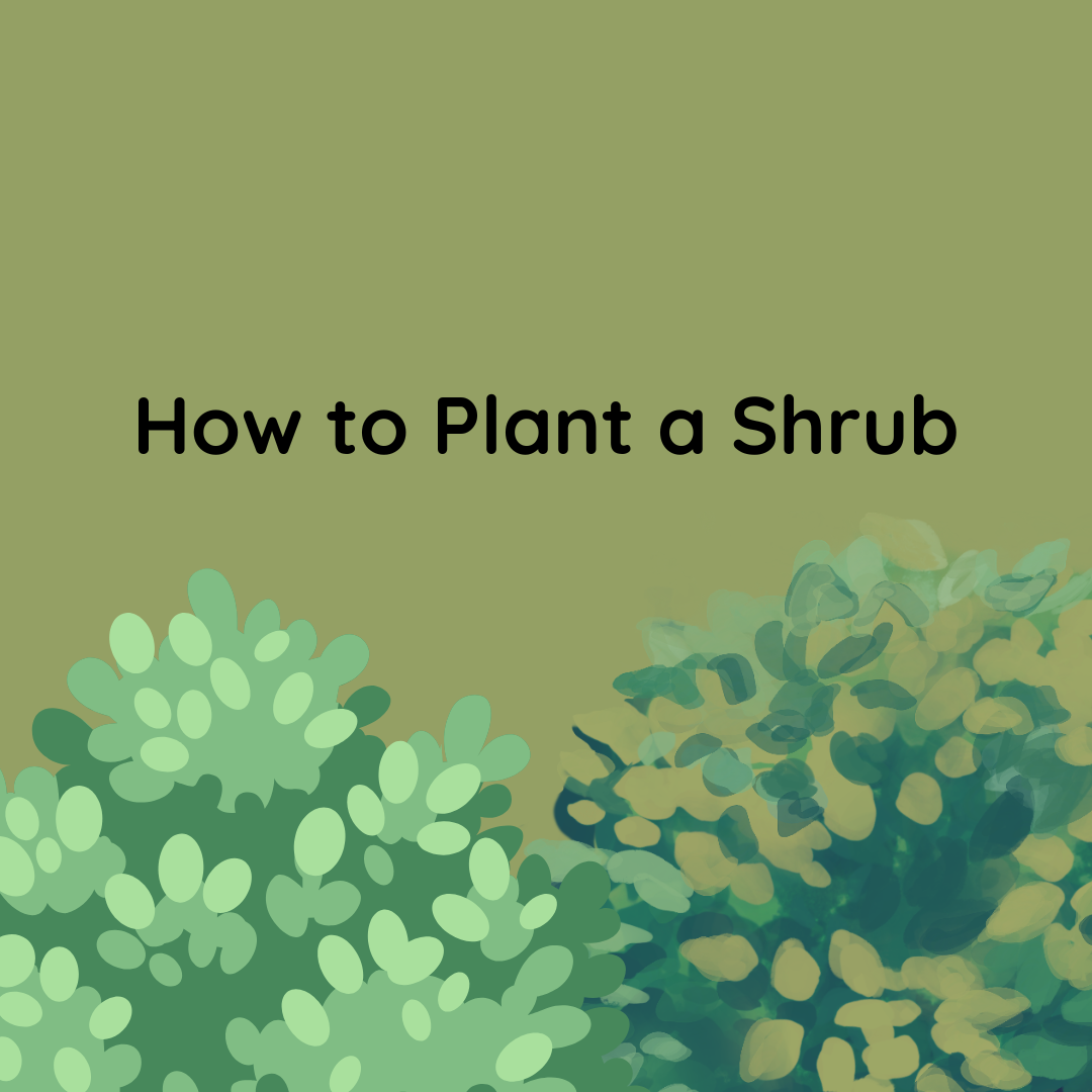 How To Plant a Shrub