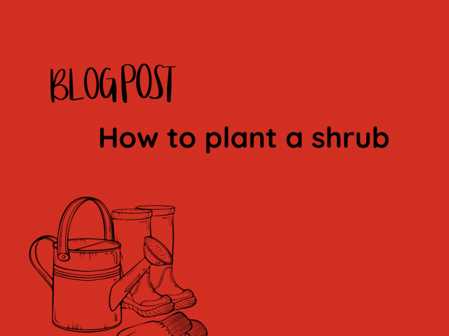 How to plant a shrub