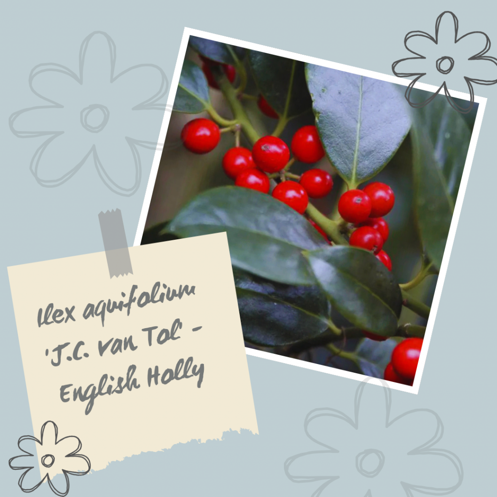 Ilex aquifolium 'J.C. van Tol' - English Holly.
Winter Interest Shrub