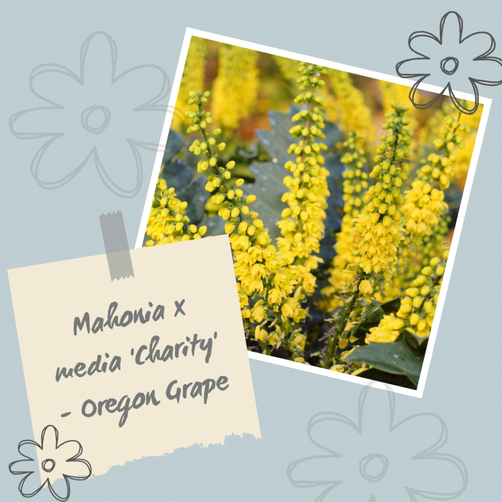 Mahonia x media 'Charity' - Oregon Grape.
Winter Interest Shrub
