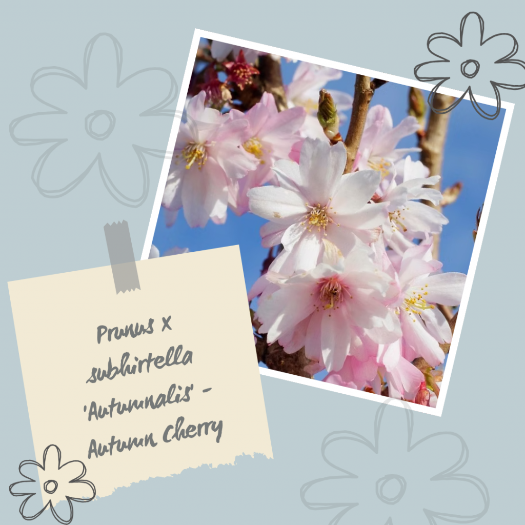 Prunus x subhirtella 'Autumnalis' - Autumn Cherry.
Winter Interest Shrub