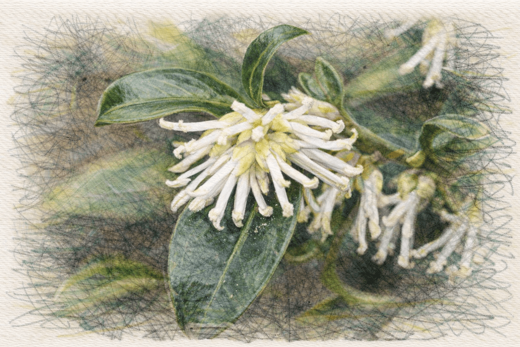 Sarcococca confusa - Sweet Box