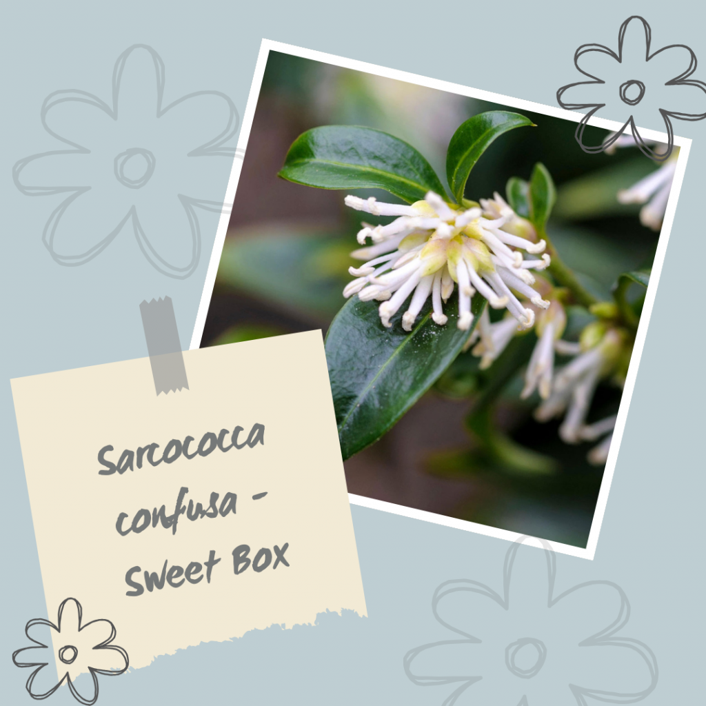 Sarcococca confusa - Sweet Box.
Winter Interest Shrub