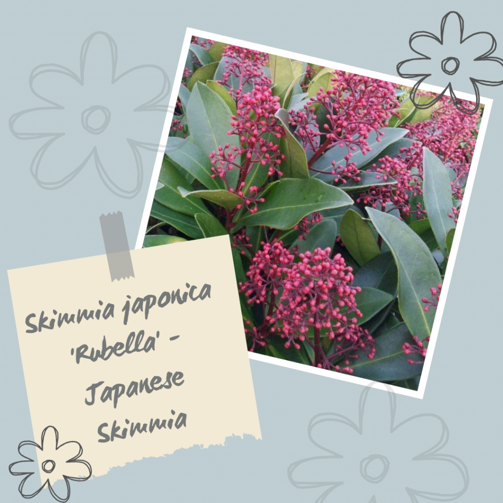Skimmia japonica 'Rubella' - Japanese Skimmia.
Winter Interest Shrub