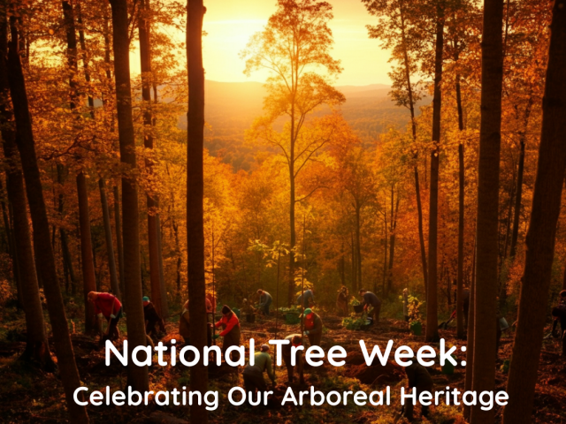 National Tree Week: Celebrating Our Arboreal Heritage