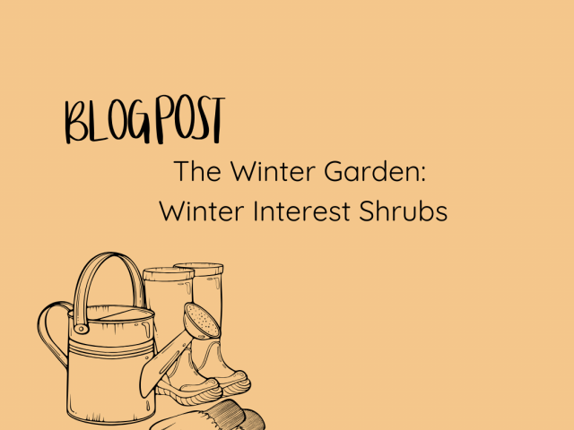 The Winter Garden: Winter Interest Shrubs