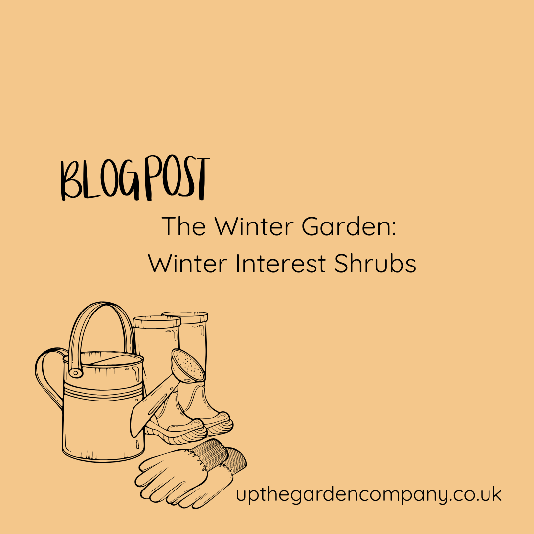 The Winter Garden: Winter Interest Shrubs