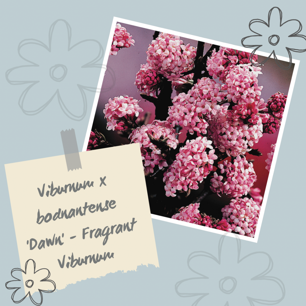 Viburnum x bodnantense 'Dawn' - Fragrant Viburnum.
Winter Interest Shrub