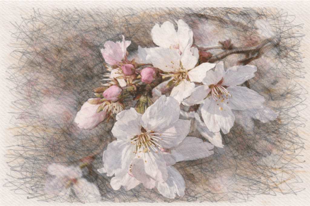 Prunus x subhirtella 'Autumnalis' - Autumn Cherry.
Winter Interest Shrub