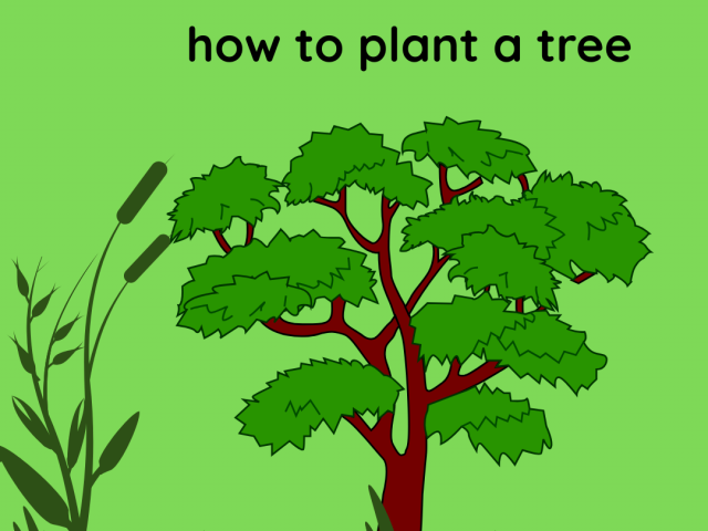Garden Tips: How to Plant a Tree