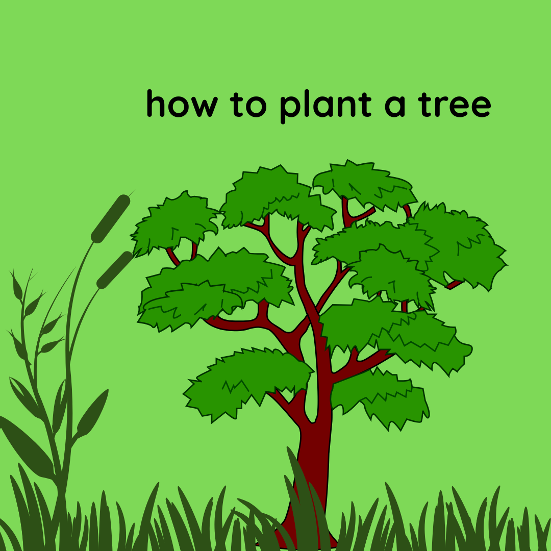 How to plant a tree.