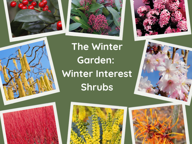 The Winter Garden: Winter Interest Shrubs