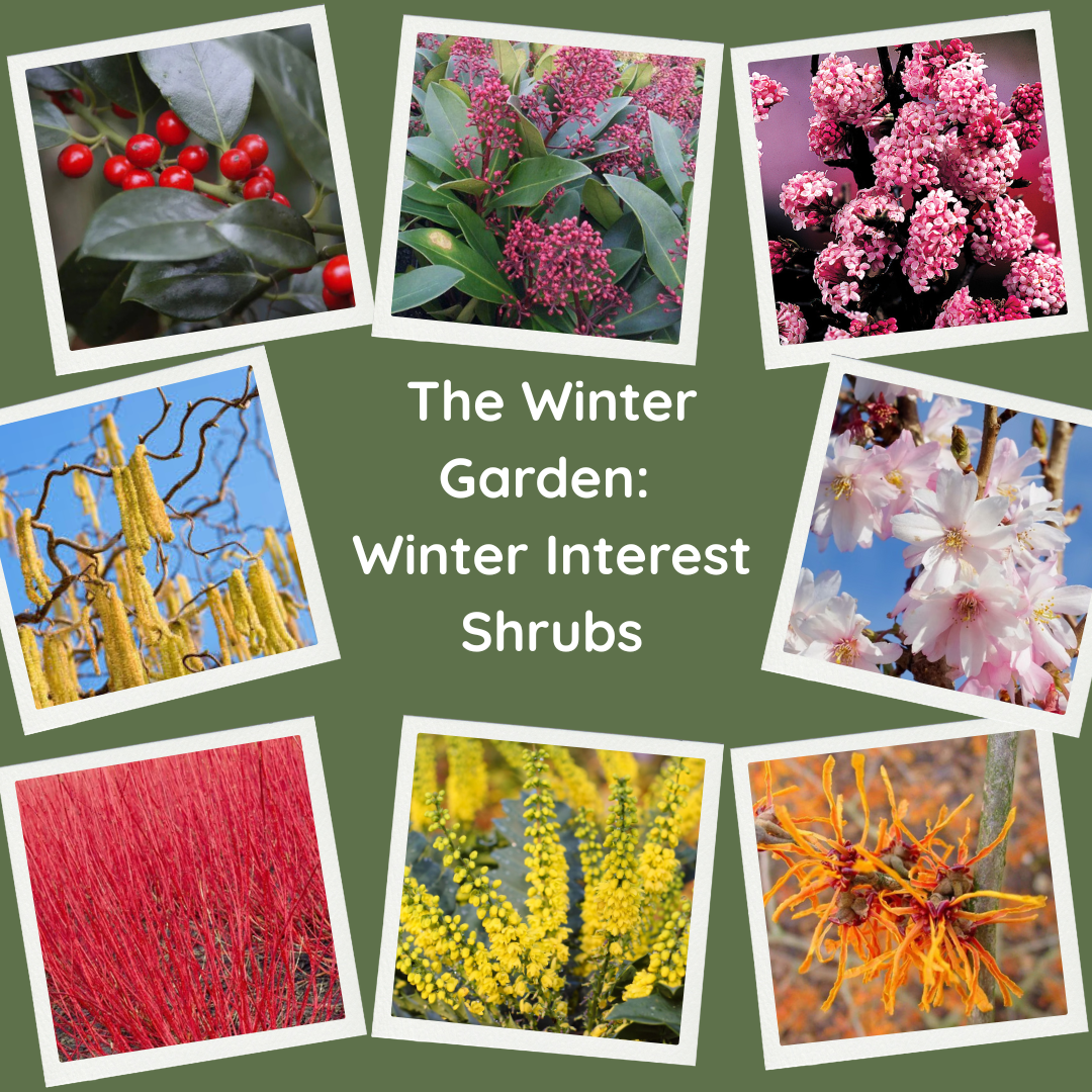Winter Flowering Shrubs for the Winter Garden. Cornus alba 'Sibirica' - Siberian Dogwood, Hamamelis x intermedia 'Jelena' - Witch Hazel, Mahonia x media 'Charity' - Oregon Grape, Viburnum x bodnantense 'Dawn' - Fragrant Viburnum, Corylus avellana 'Contorta' - Corkscrew Hazel, Skimmia japonica 'Rubella' - Japanese Skimmia, Ilex aquifolium 'J.C. van Tol' - English Holly.