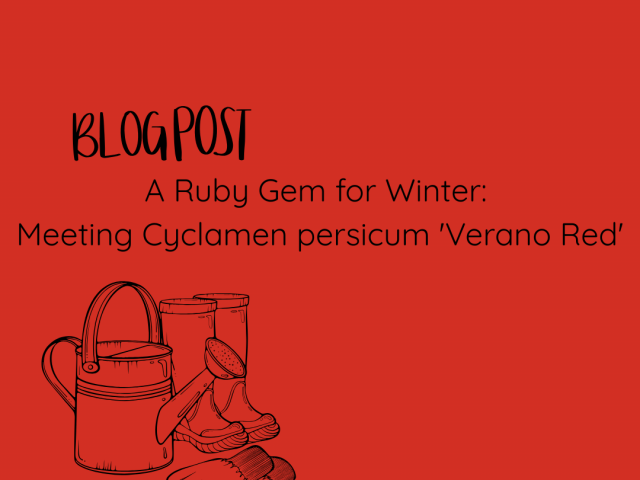 A Ruby Gem for Winter: Meeting Cyclamen persicum ‘Verano Red’