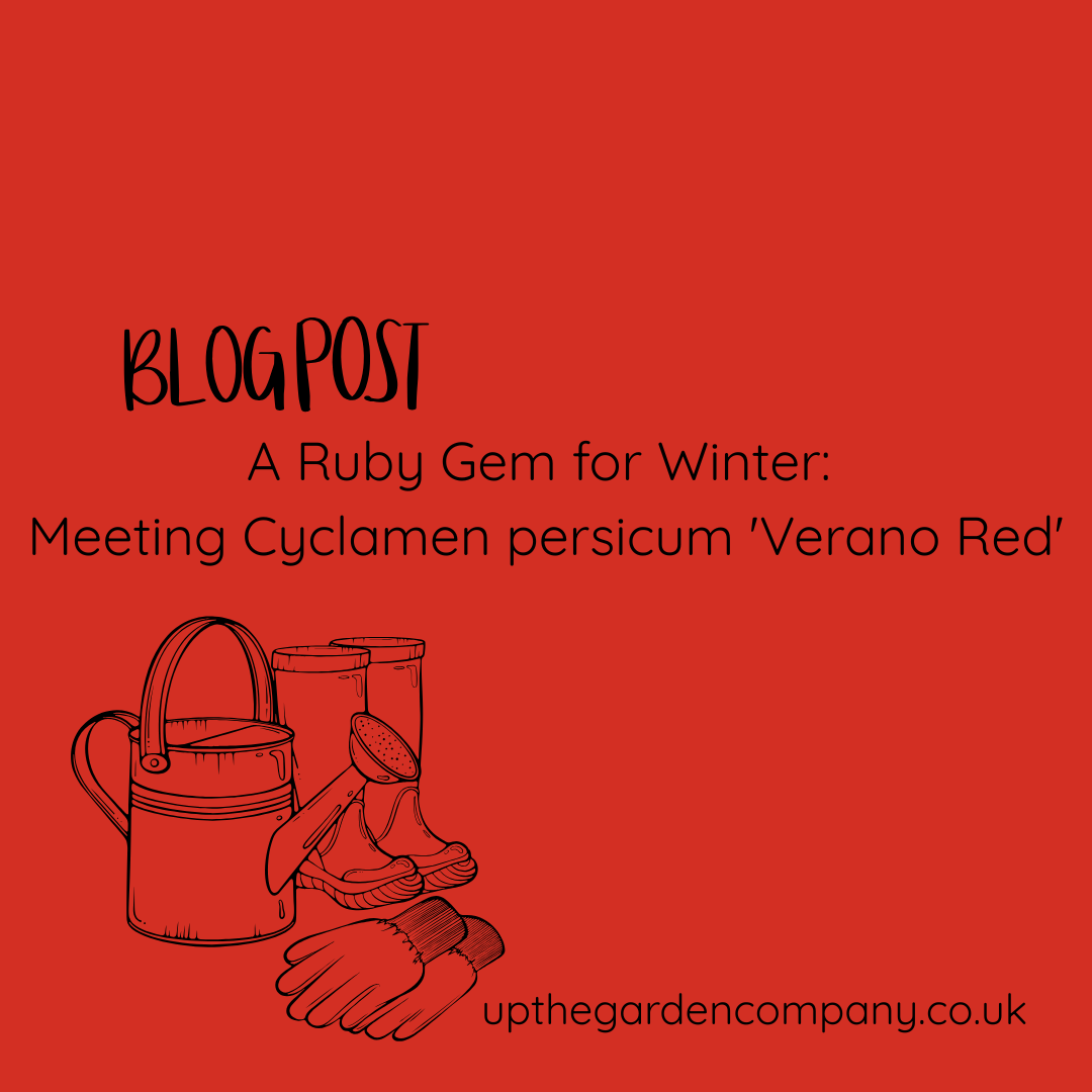A Ruby Gem for Winter: Meeting Cyclamen persicum ‘Verano Red’