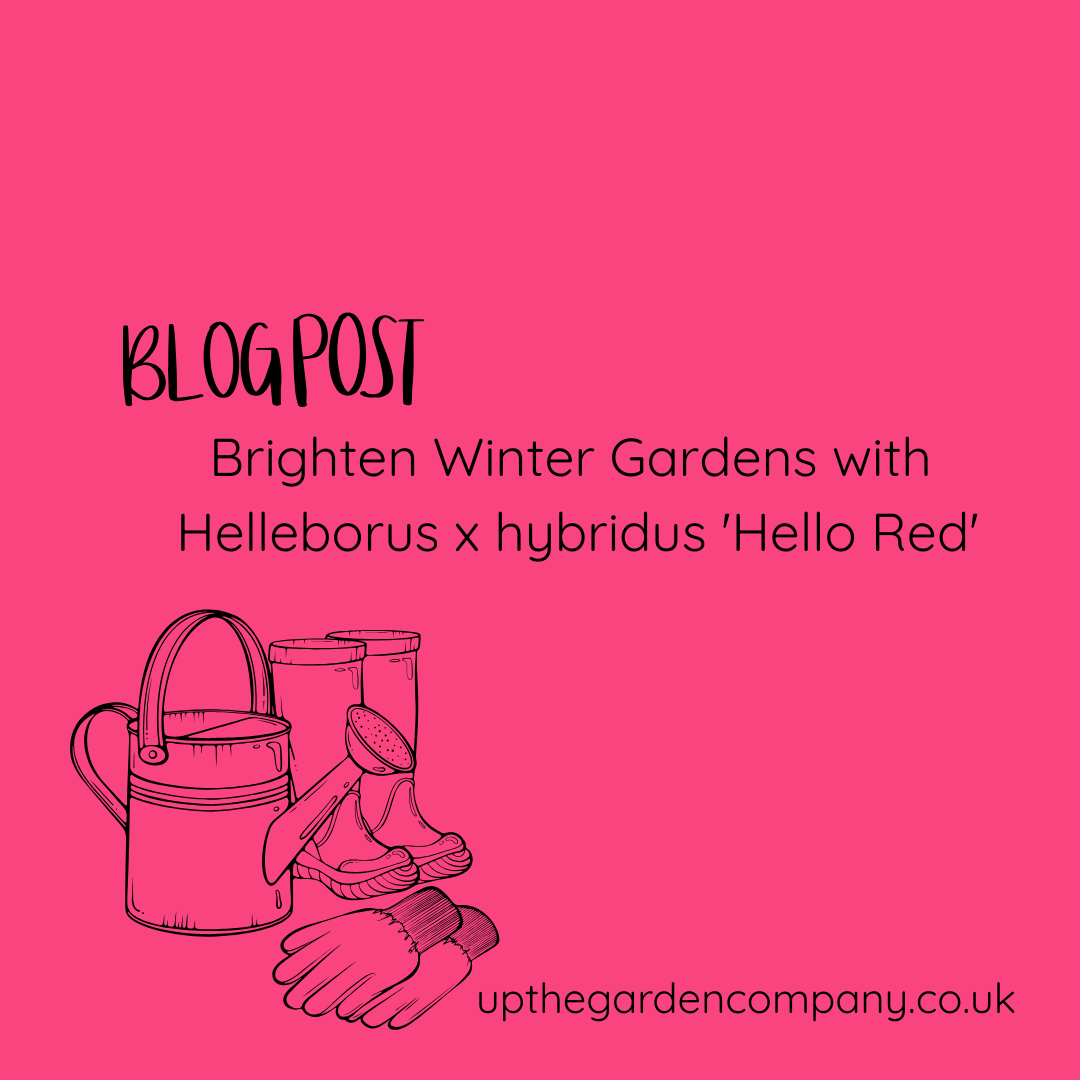 Brighten Winter Gardens with Helleborus x hybridus 'Hello Red'
