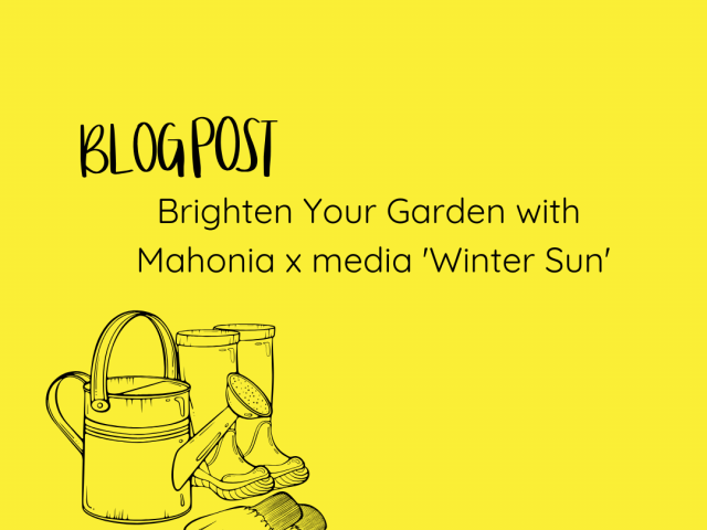 Brighten Your Garden with Mahonia x media ‘Winter Sun’