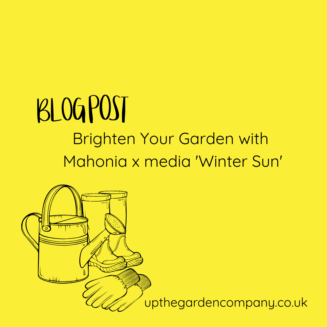 Brighten Your Garden with Mahonia x media ‘Winter Sun’