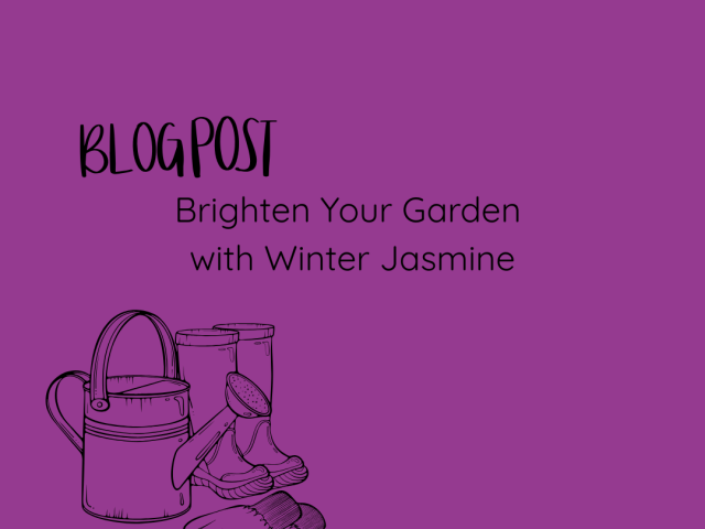 Brighten Your Garden with Winter Jasmine