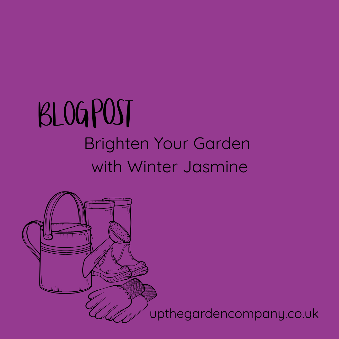 Brighten Your Garden with Winter Jasmine