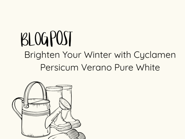 Brighten Your Winter with Cyclamen Persicum Verano Pure White