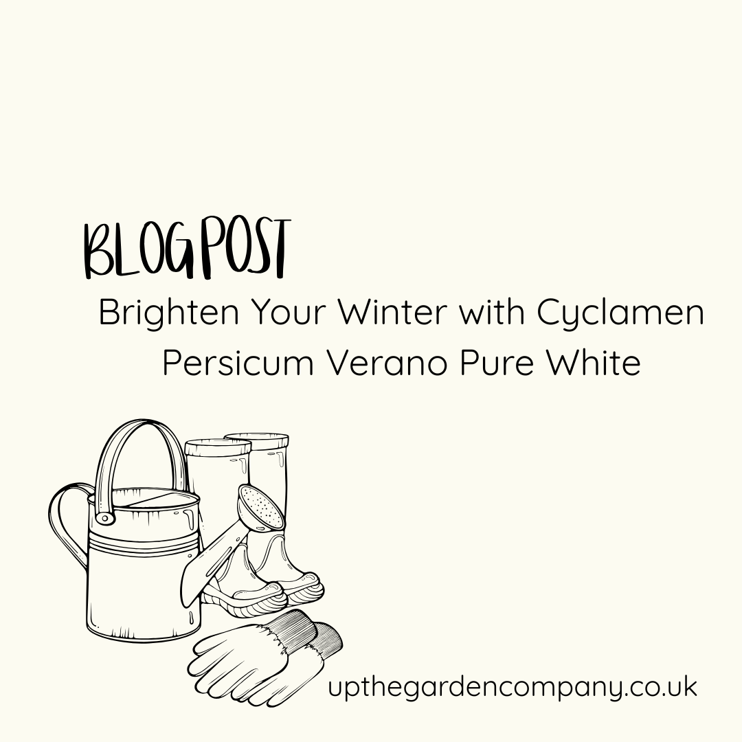 Brighten Your Winter with Cyclamen Persicum Verano Pure White
