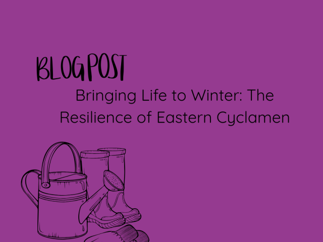 Bringing Life to Winter: The Resilience of Eastern Cyclamen