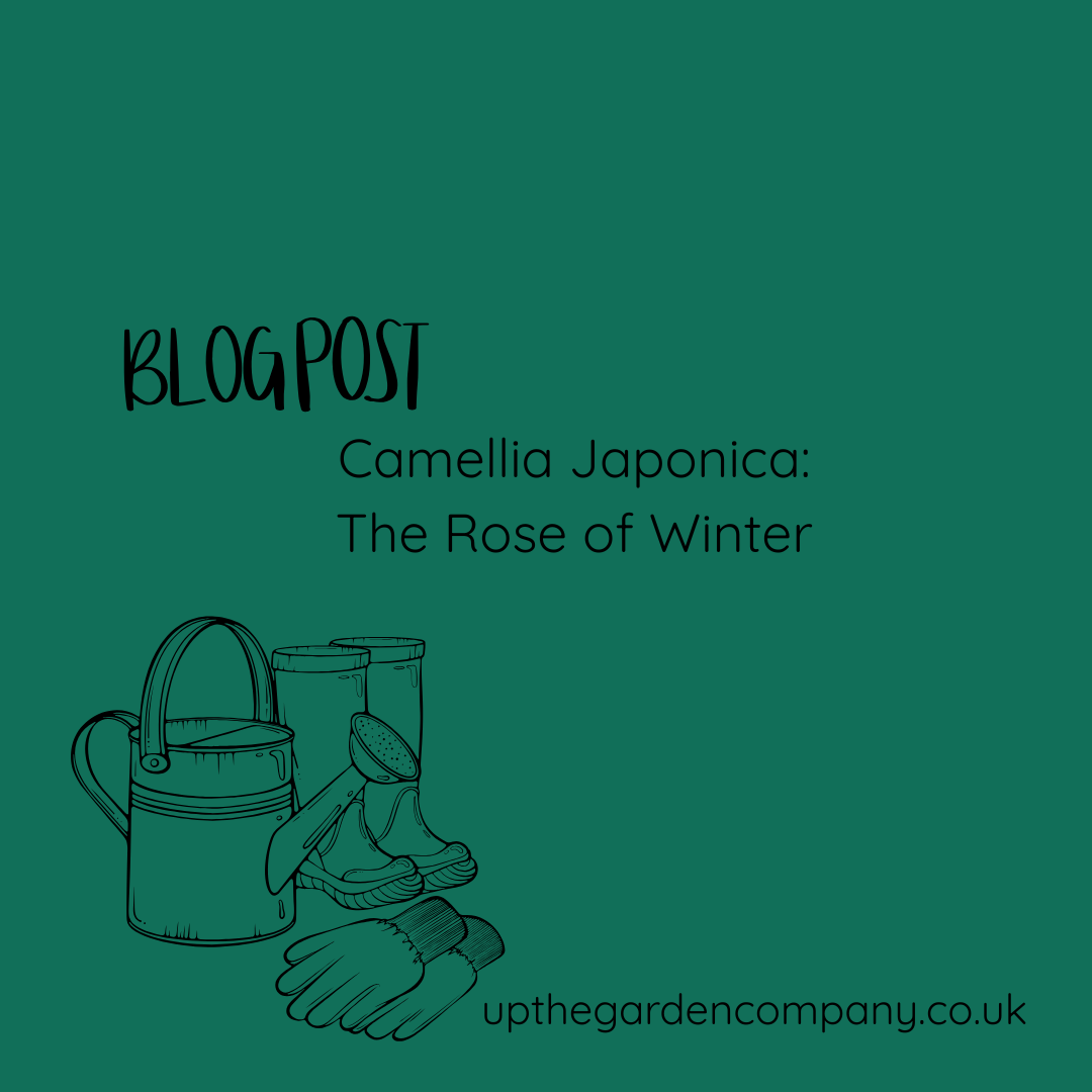 Camellia Japonica: The Rose of Winter