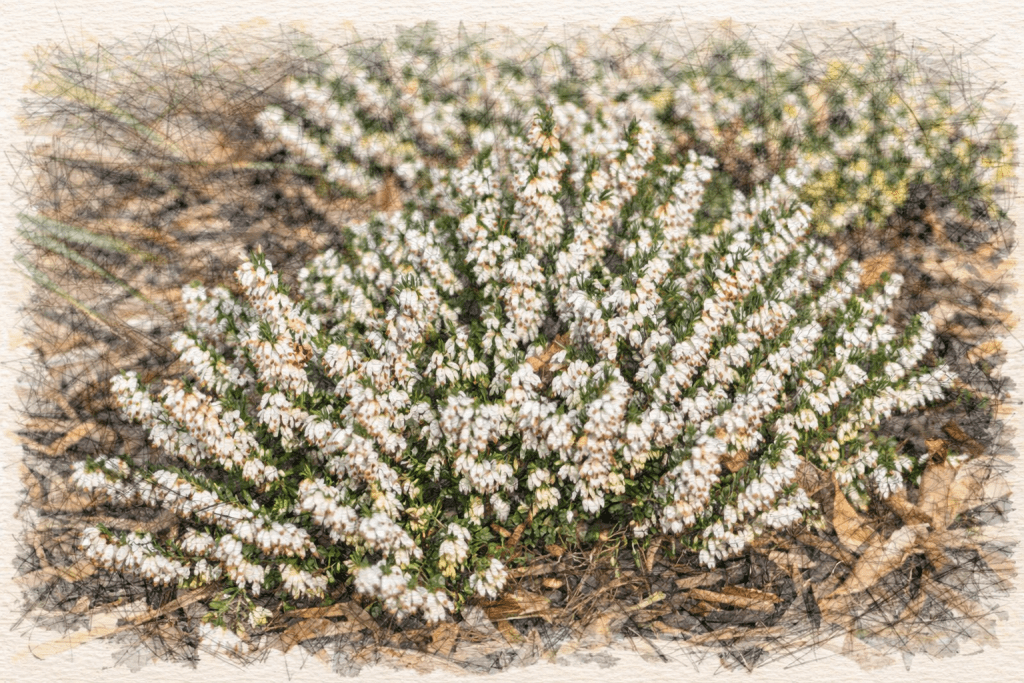 Erica Carnea 'Whitehall'