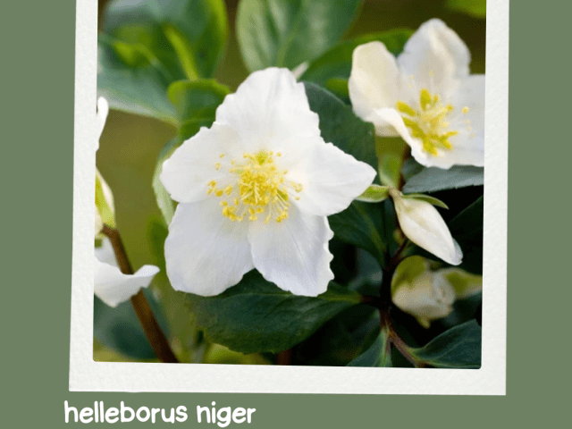 Helleborus niger: The Star Plant That Brightens the Winter Garden