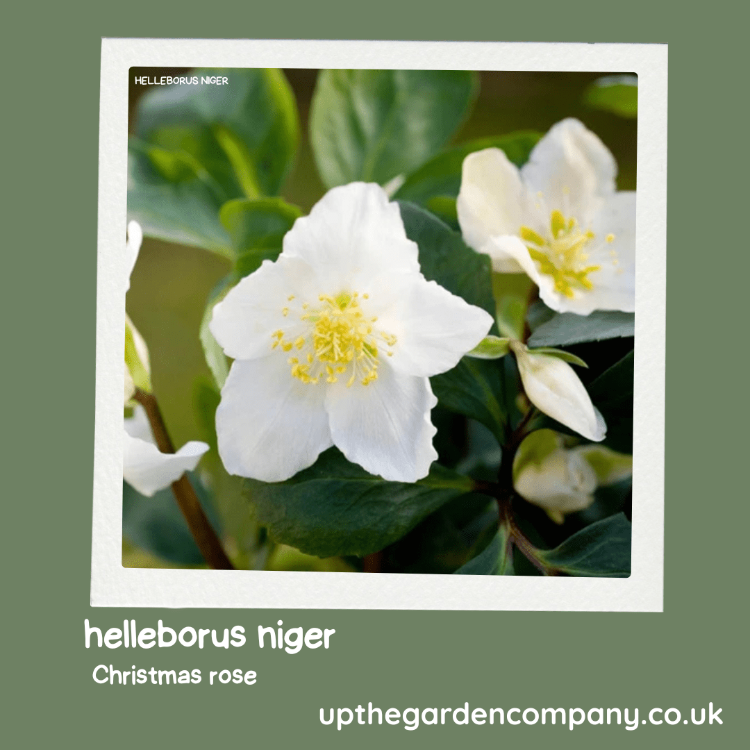 Blog Post: Helleborus niger - Christmas Rose: The Star Plant That Brightens the Winter Garden