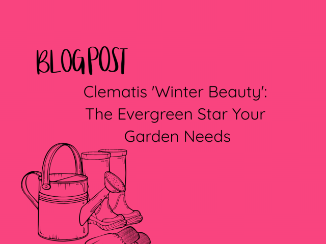 Clematis ‘Winter Beauty’: The Evergreen Star Your Garden Needs