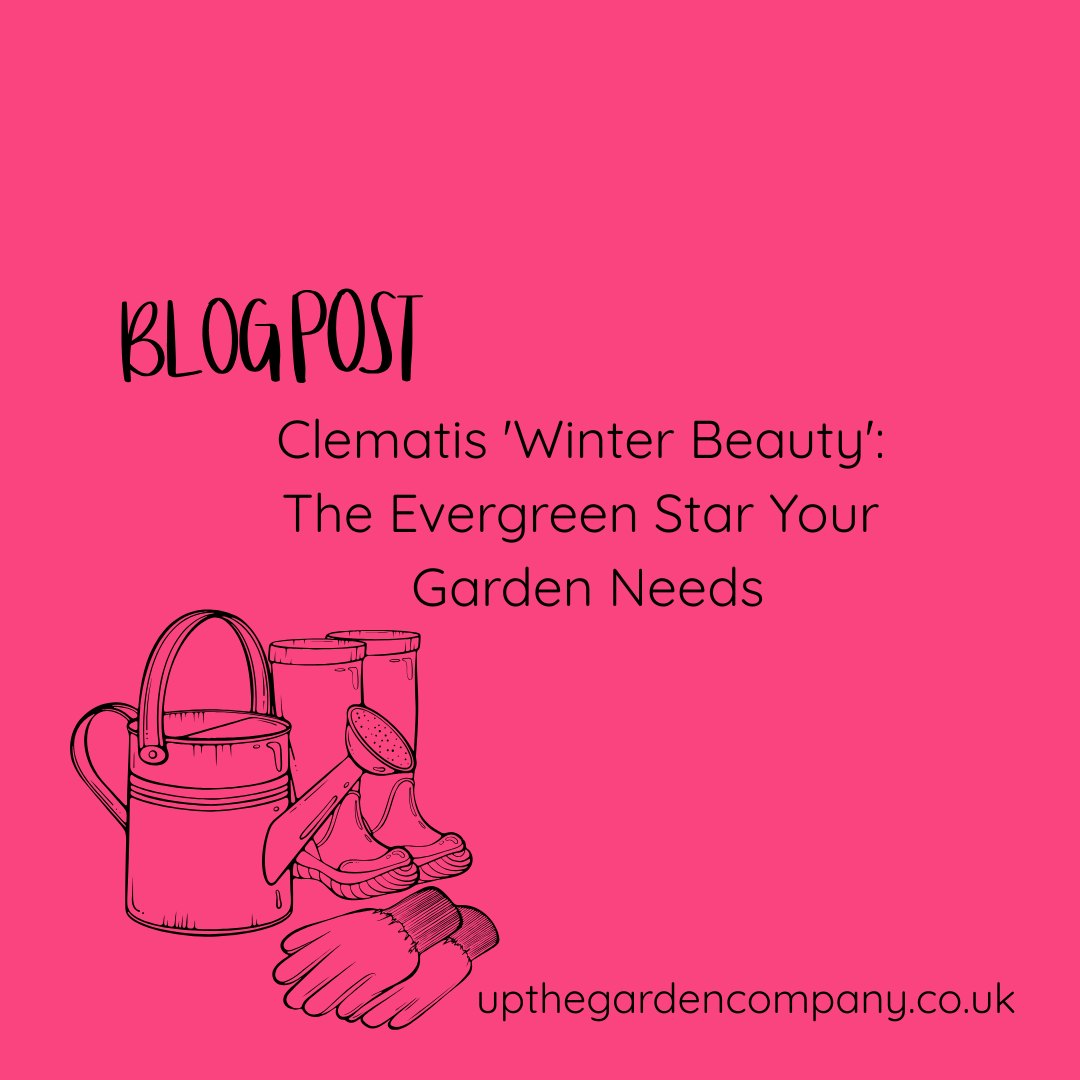 Clematis 'Winter Beauty': The Evergreen Star Your Garden Needs