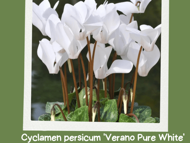 Brighten Your Winter with Cyclamen Persicum Verano Pure White