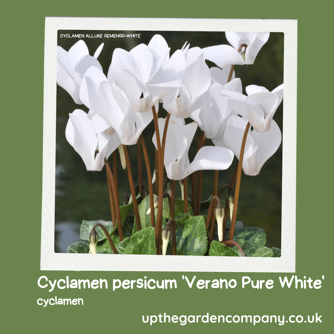 Cyclamen persicum verano pure white