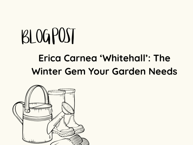 Erica Carnea ‘Whitehall’: The Winter Gem Your Garden Needs