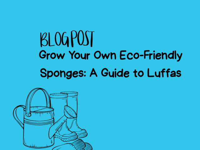 Grow Your Own Eco-Friendly Sponges: A Guide to Luffas