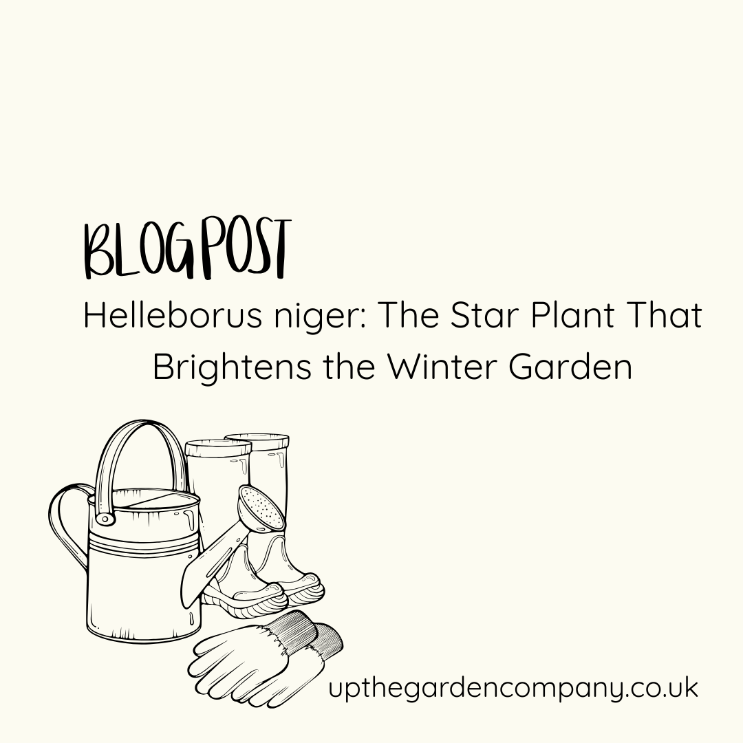 Helleborus niger: The Star Plant That Brightens the Winter Garden