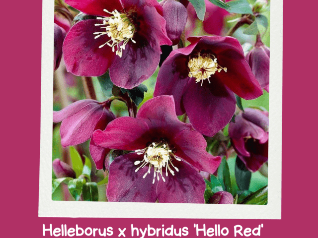 Brighten Winter Gardens with Helleborus x hybridus ‘Hello Red’
