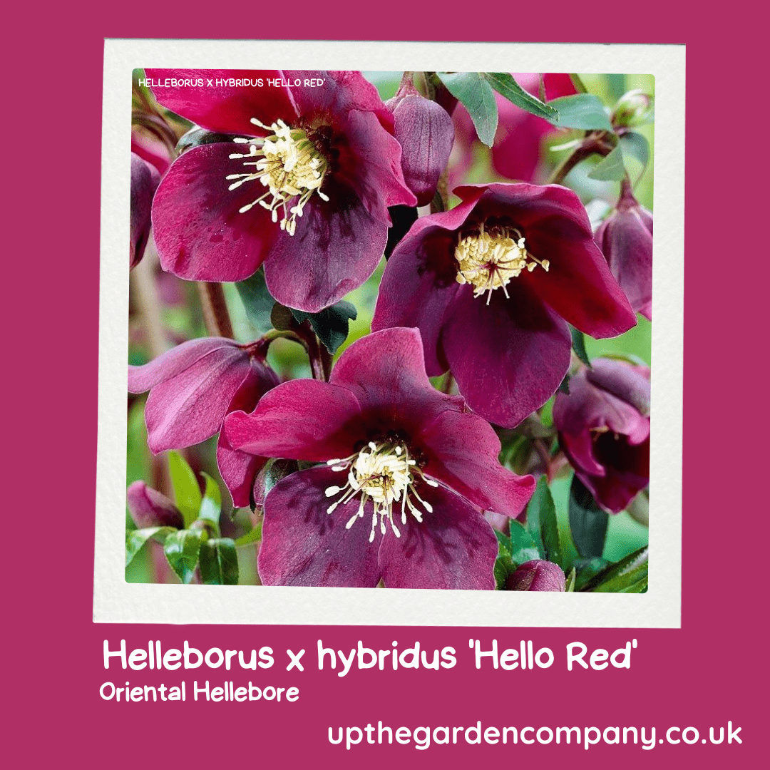 Helleborus-x-hybridus-Hello-Red