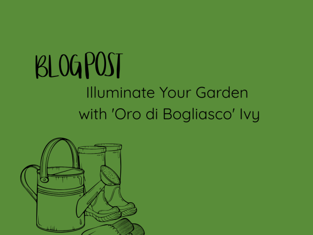 Illuminate Your Garden with ‘Oro di Bogliasco’ Ivy