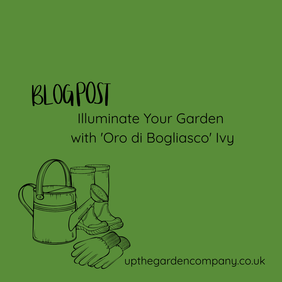 Illuminate Your Garden with ‘Oro di Bogliasco’ Ivy