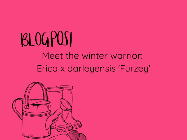 Meet the winter warrior: Erica x darleyensis ‘Furzey’