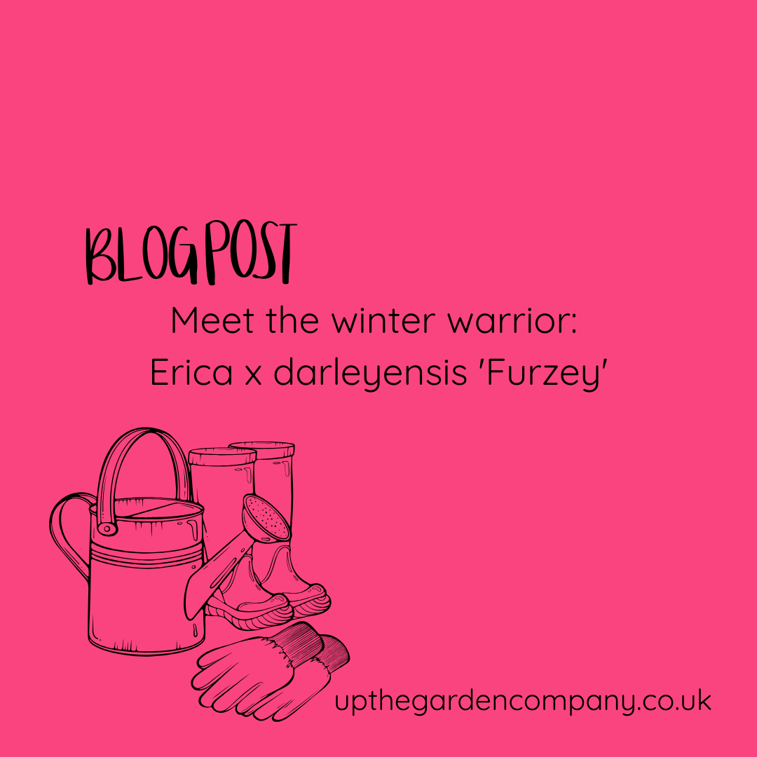 Meet the winter warrior: Erica x darleyensis ‘Furzey’