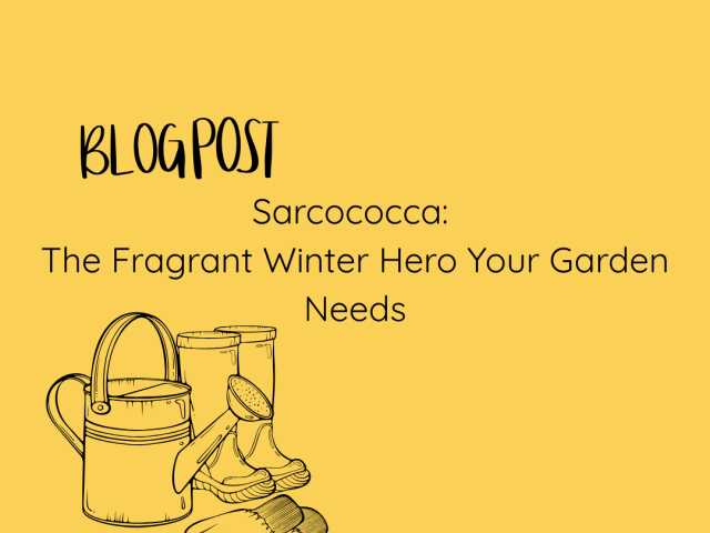 Sarcococca: The Fragrant Winter Hero Your Garden Needs